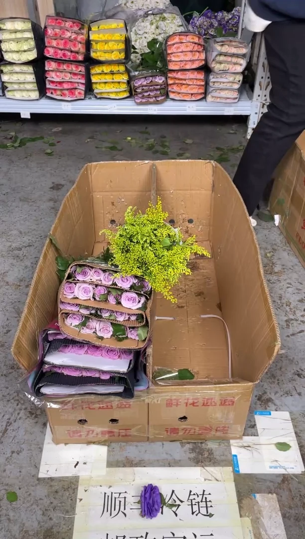 紫霞3扎+海洋之歌3扎+黄莺