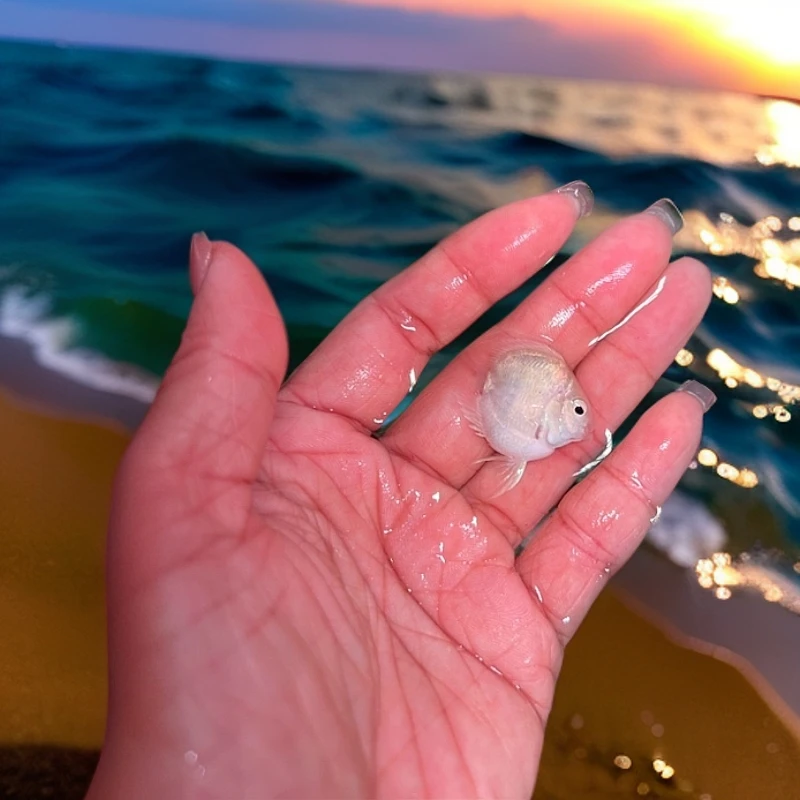 白金桃心迷你鹦鹉亚成苗