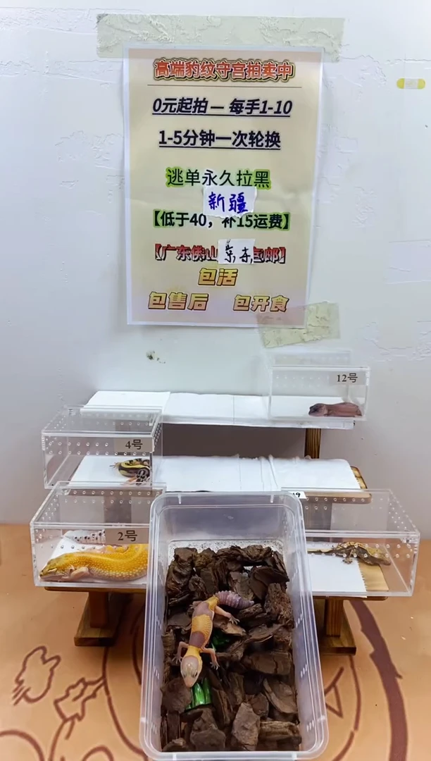 豹纹守宫豹纹守宫幼苗亚成体成体肥尾