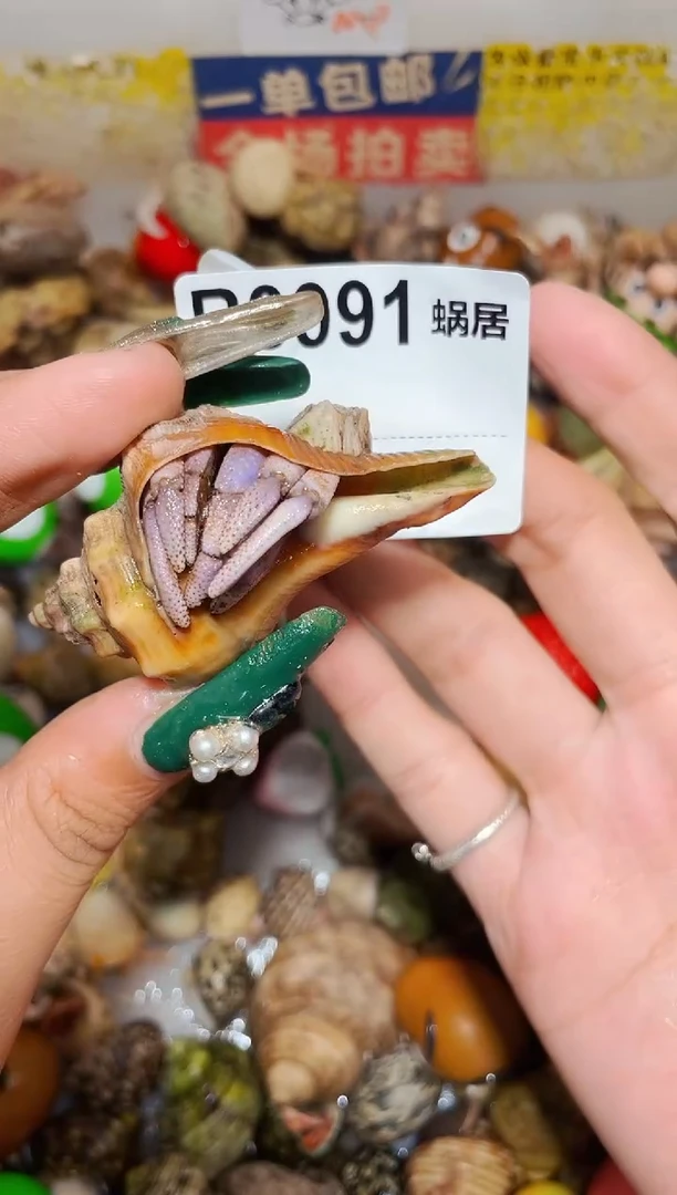 陌派甄选寄居蟹3991