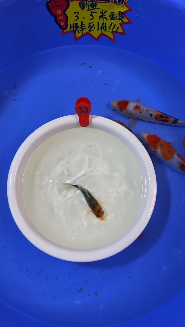 锦鲤活体二号链接