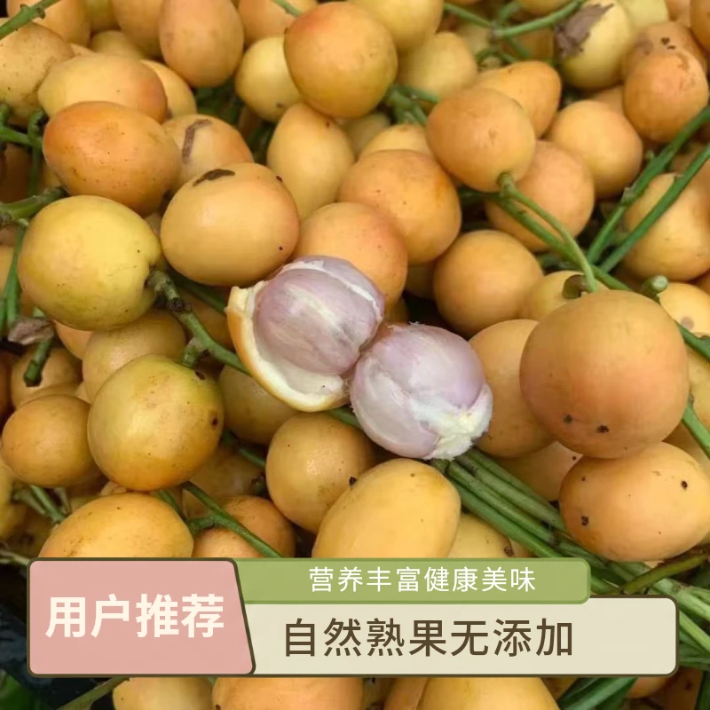 云南新鲜野果当季三丫果木奶果偏酸多汁热带水果产地直发