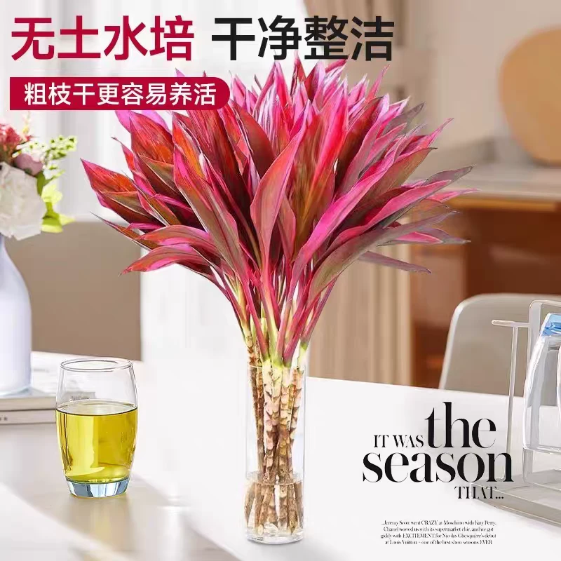 鸿运竹红朱蕉紫竹鸿运当头年宵花室内室外简单好养