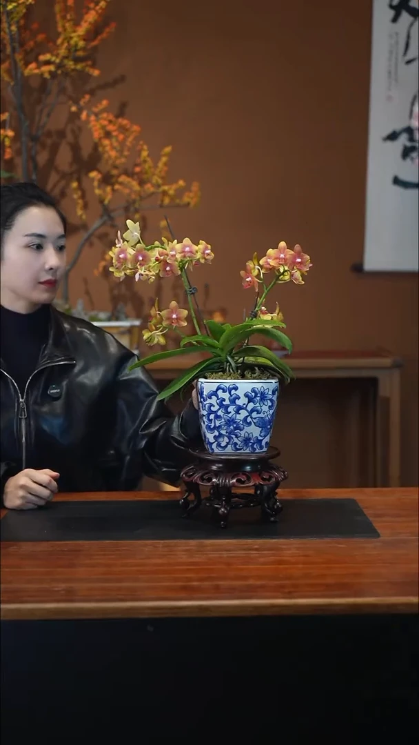 全部花朵橘子汽水盆景盆景盆景