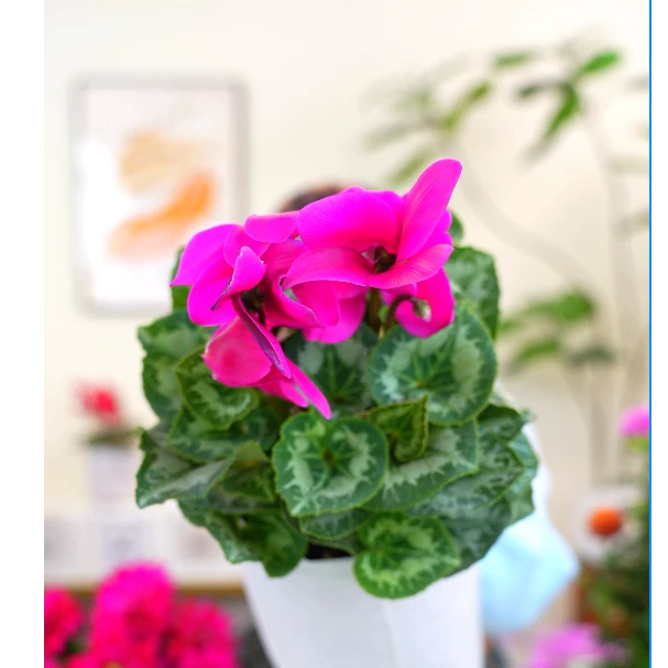 仙客来盆栽花期长南方北方都能养花期长