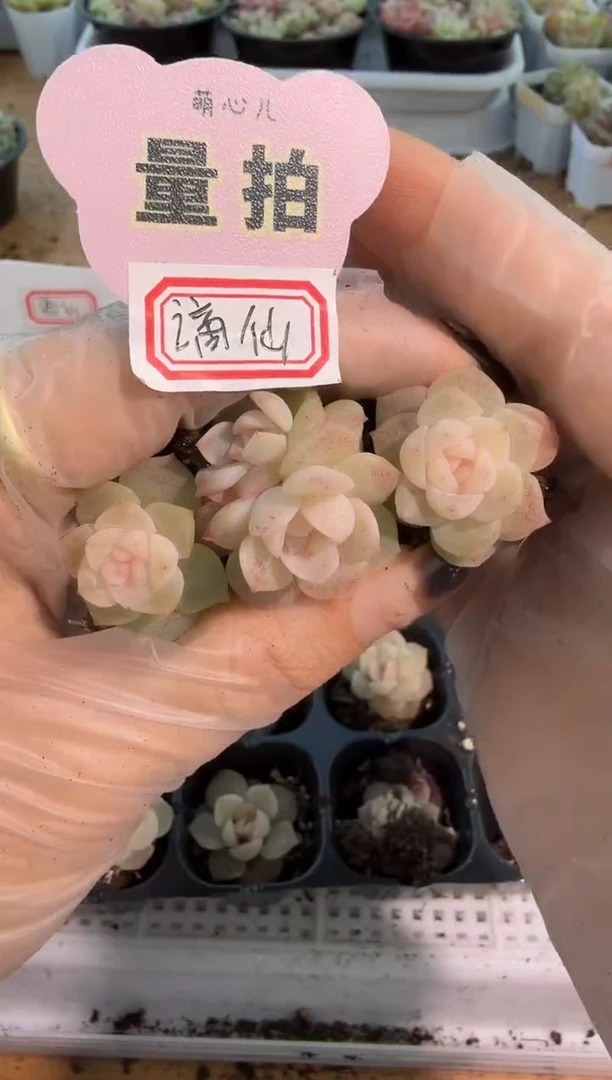 谪仙单双混 3颗量拍混发 满9.9包邮