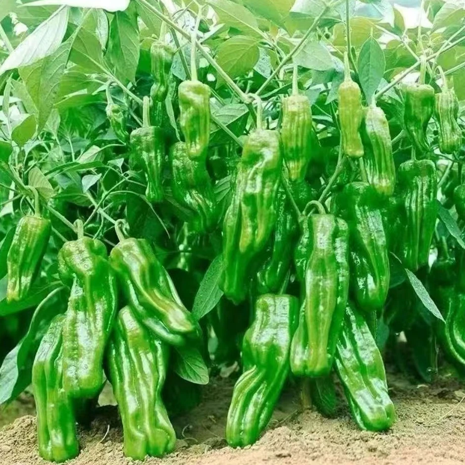 香辣薄皮辣椒秧苗四季播多种蔬菜种庭院大田阳台可盆栽皱皮辣椒苗