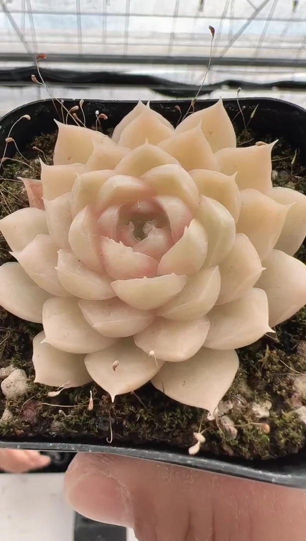 【闪购商品】黑暗荣耀-15