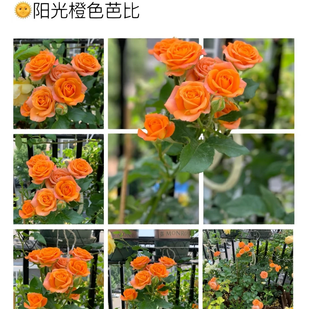 橙色芭比多头玫瑰月季种苗盆栽地栽四季花卉室内室外种植