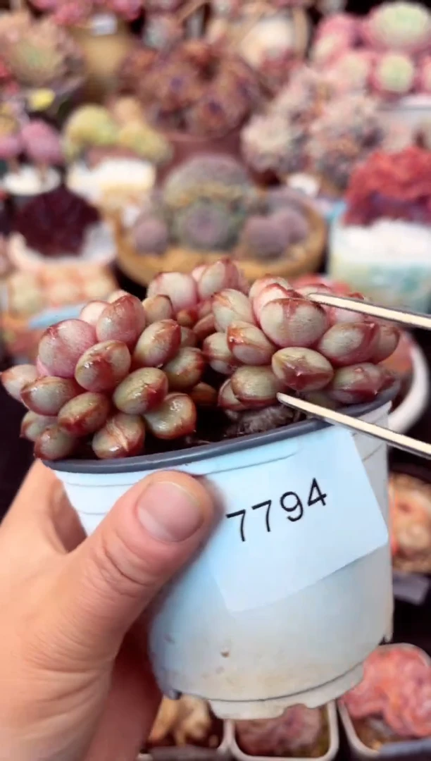 【闪购商品】7794三头葡萄多肉