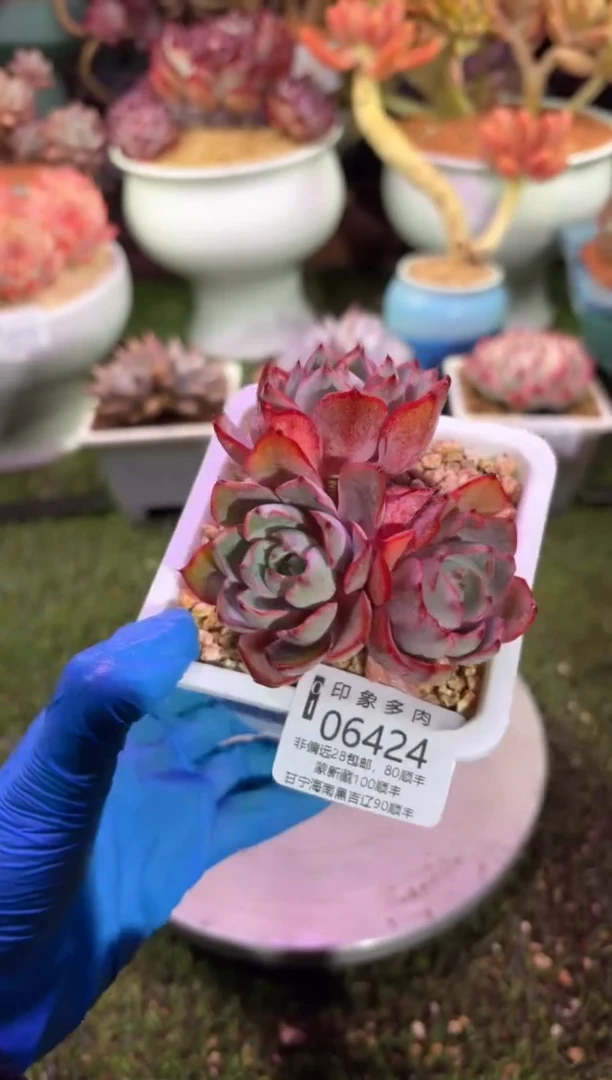 【闪购商品】06424