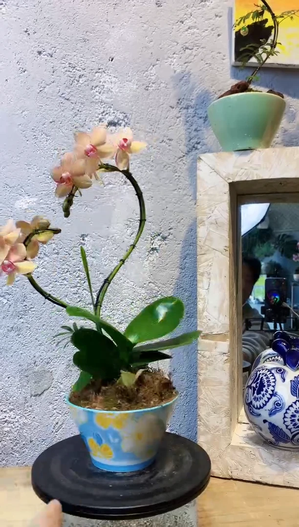 大部分花苞少量开放213植物杂货店，来淘宝吧