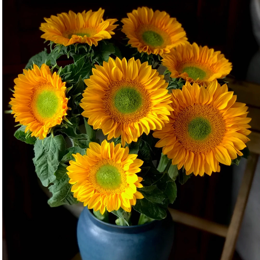 （夏日抹茶）向日葵鲜花 东北基地直发顺丰包邮 水生鲜切花