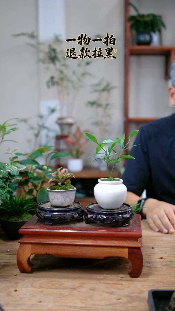 完全开放林*意网纹草+竹柏944