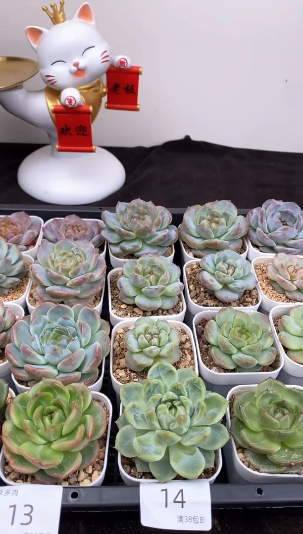 4颗一组一组包邮14号