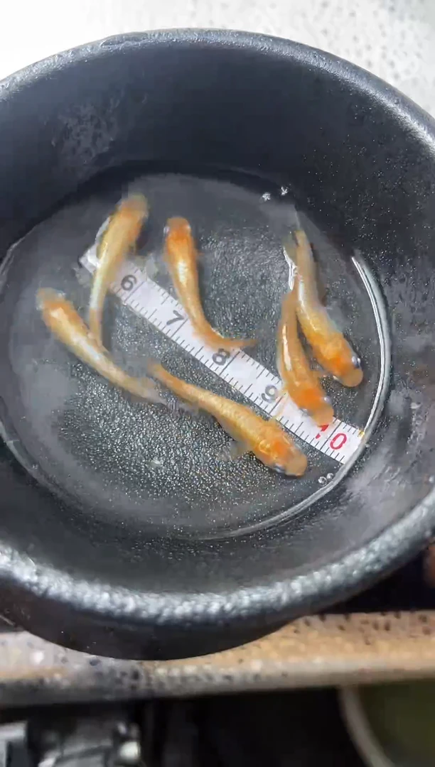 青鳉2  精品幻影赤壁