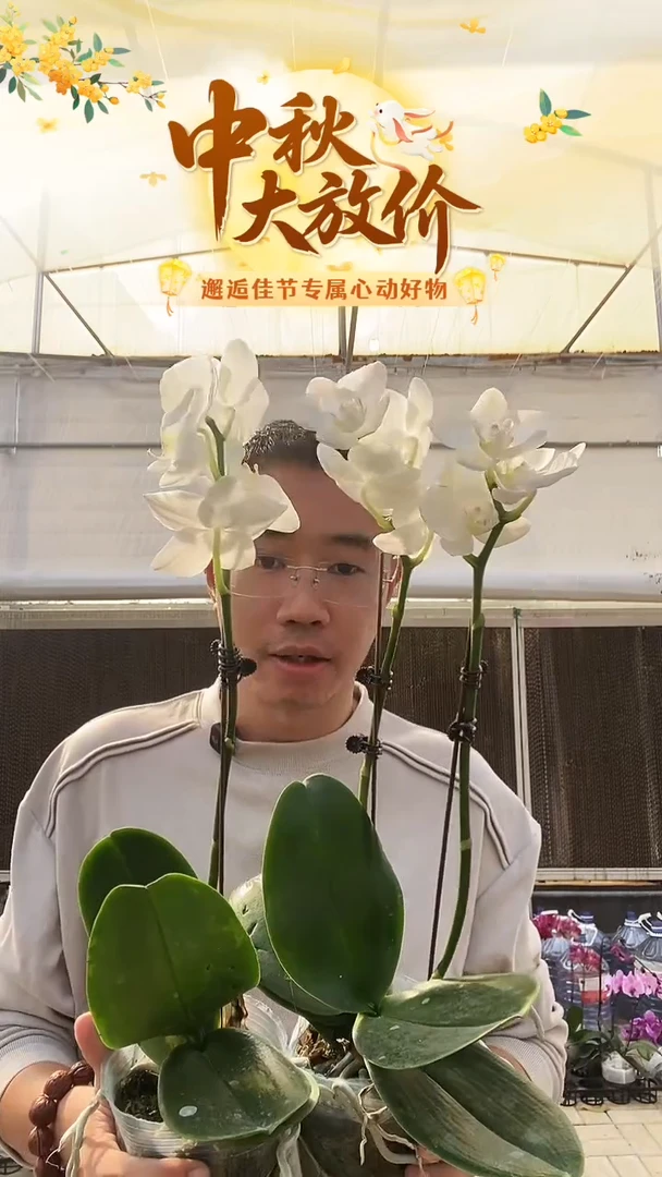 完全开放瑕疵叶片残损阿玛带花花后苗2棵，无售后