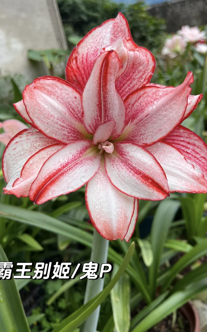 【白肋鬼魅/霸王别姬/鬼p】重瓣朱顶红苗 默认花叶