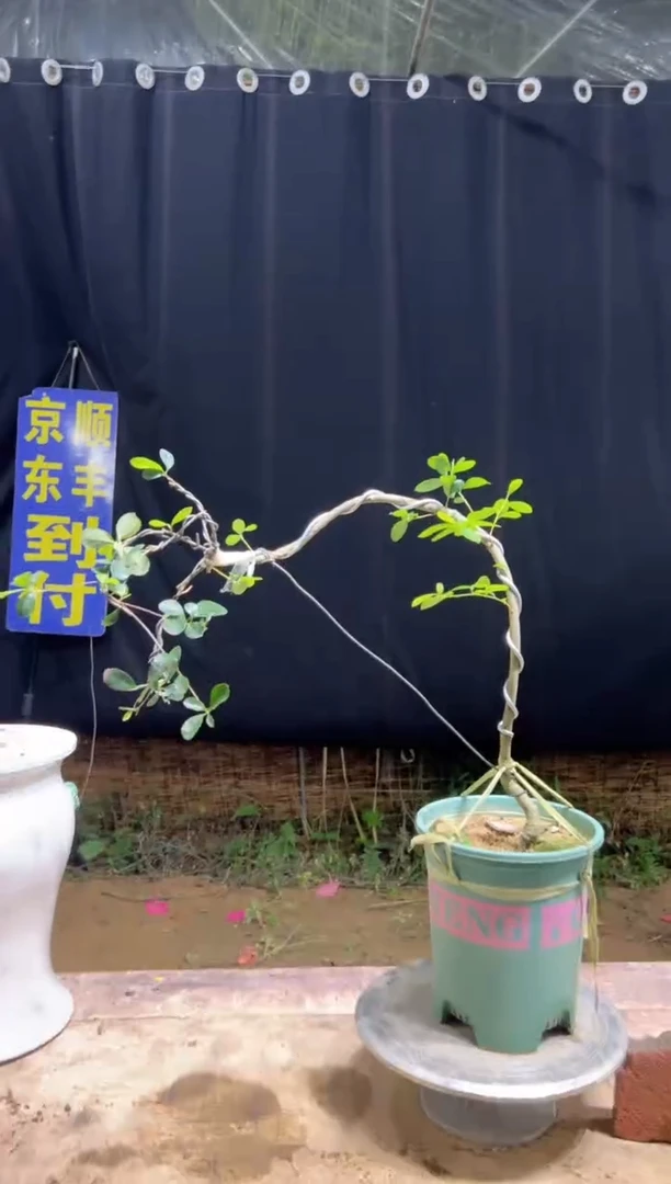 当前无花栽培后可以开花小*家海岛栀子花