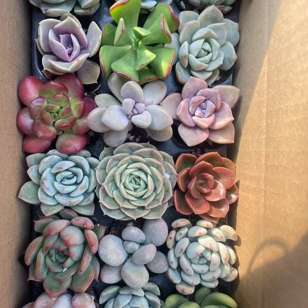 多肉直播 201-300号 新手好养 4-8公分 一物一拍 十八颗不重复