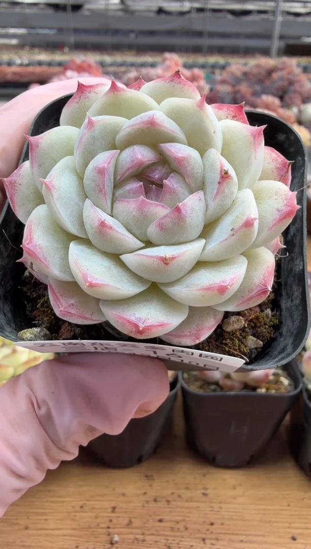 东云多肉园三店-15