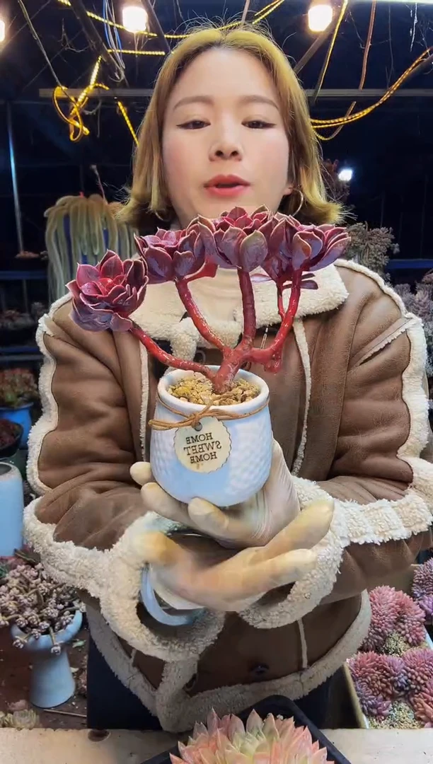 紫丁香小树5头起脱土包邮