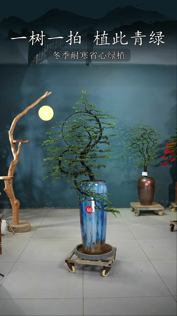 当前无花朵，栽培后可花朵瑞**大广东小叶紫檀