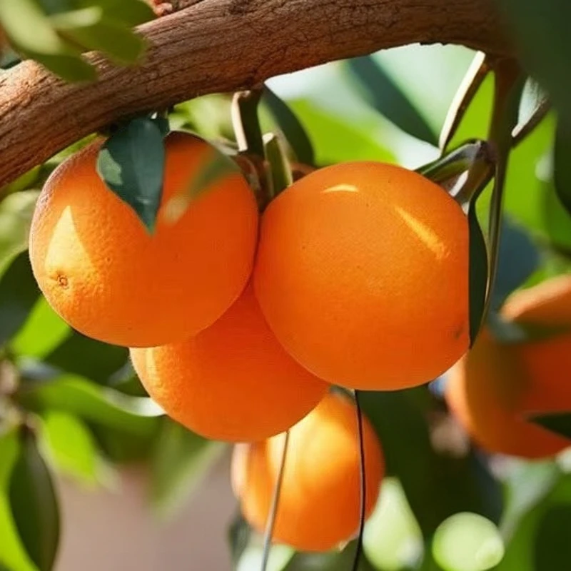 【斩风专属】四川省赤水河畔脐橙果形饱满清甜多汁富含维生素直供