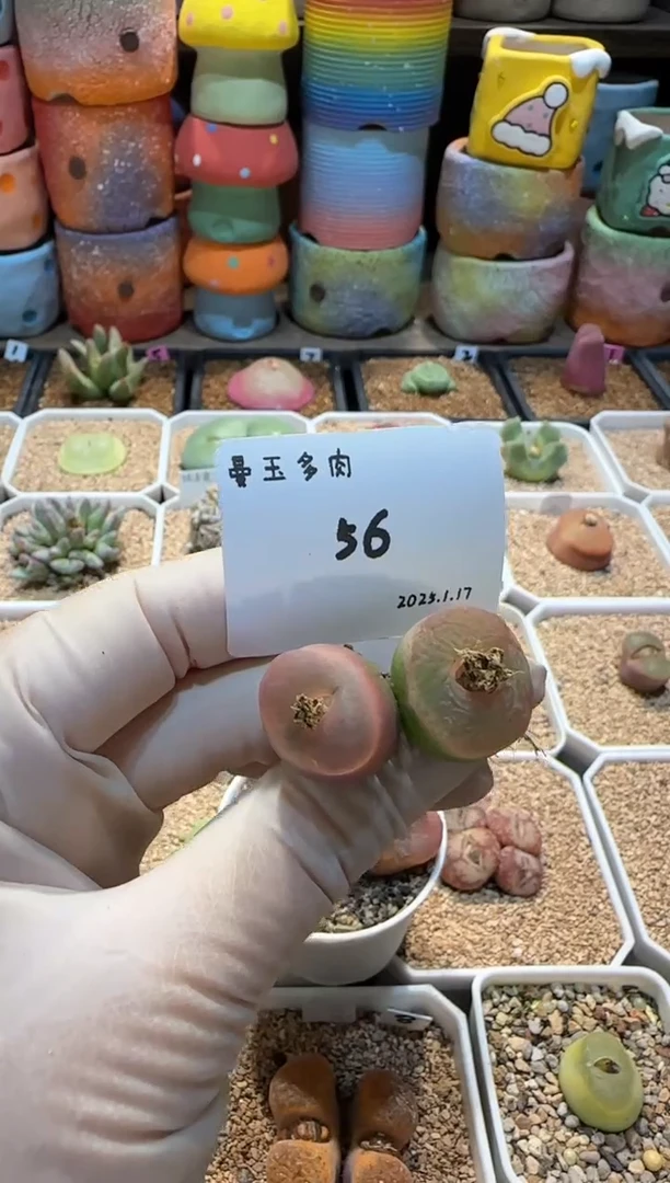 【闪购商品】25.1.17-56开心