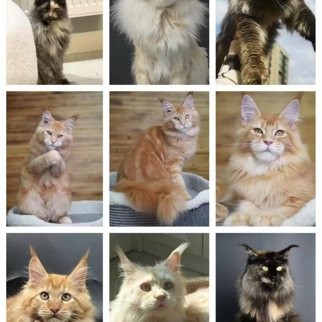 不二家的宠物相册