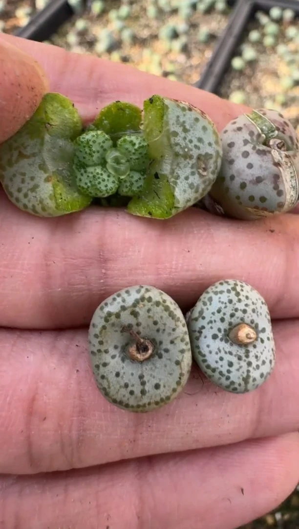 【闪购商品】17-73一颗