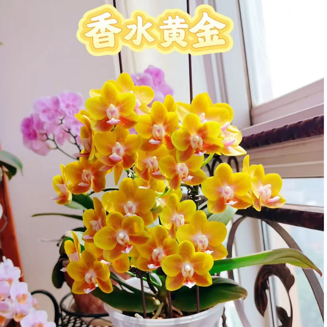 带花剑   【香水黄金】 浓香型 蝴蝶兰 蜡质花花期7个月左右