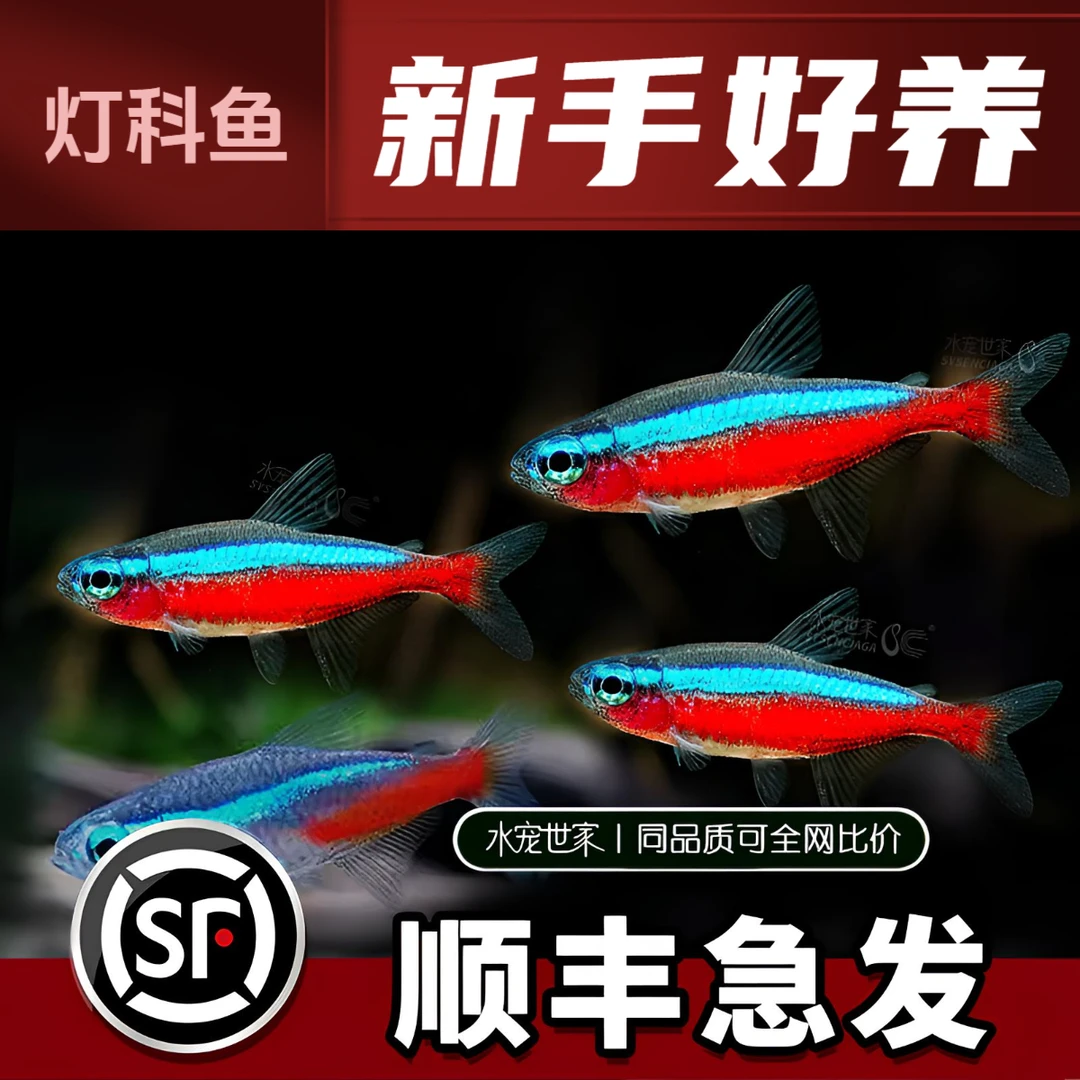 【直播优惠】宝莲灯F1灯鱼淡水鱼热带鱼小型灯科鱼活体观赏鱼