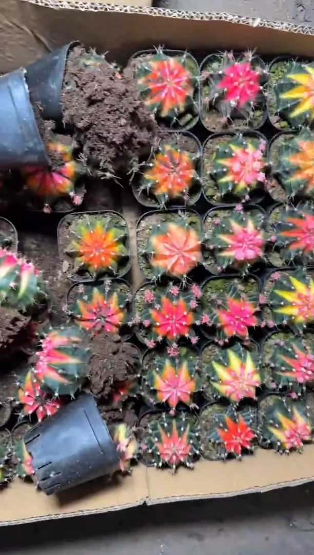 4颗 牡丹锦球【实生根】4-6cm