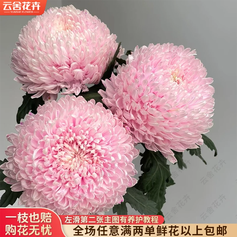 【云舍花卉】【浅粉色】牡丹菊5支全场任意满两单及以上鲜花包邮发货