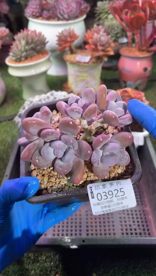 【闪购商品】03925