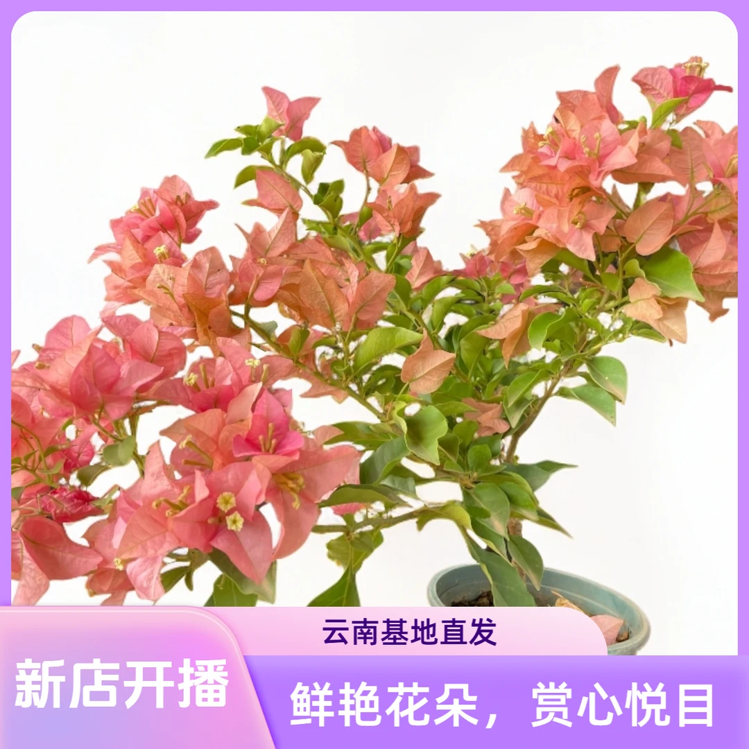 一物一拍(掉花掉叶乃至光杆是正常现象不影响植株存活,介意勿拍)