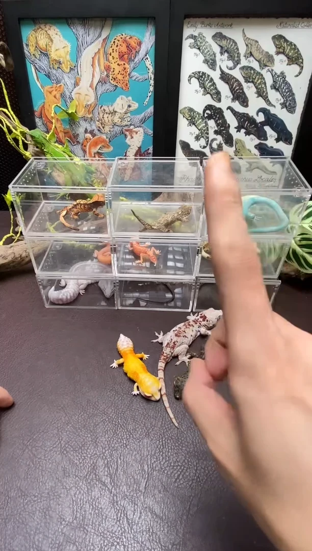 珠宝守宫 鳞与尾 Scale Tail 爬宠蓝斑珠宝蜥