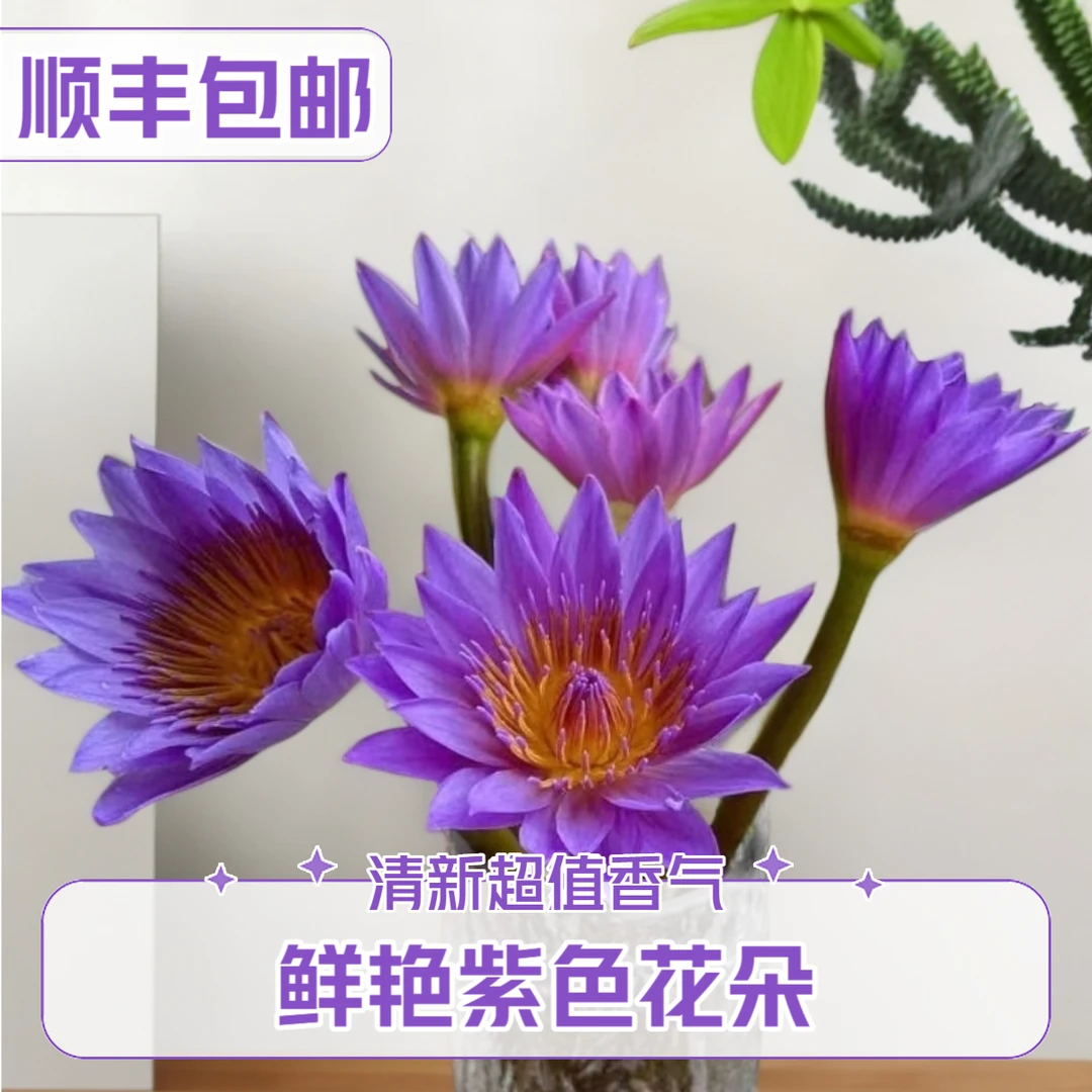 顺丰包邮10枝紫色睡莲鲜花--广州基地新鲜直发【养护请参考教程】