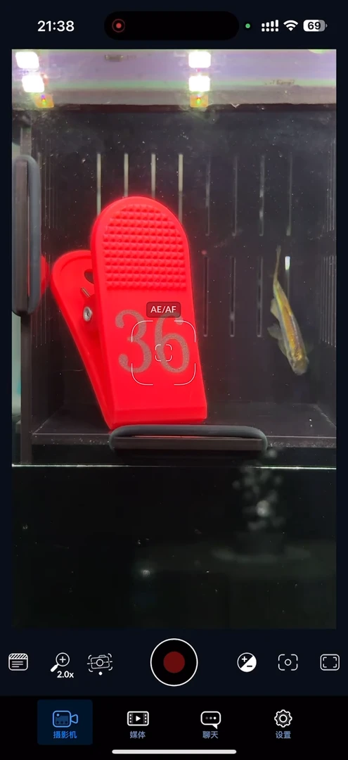 灯科鱼【36】白金隆背柠檬蓝帝
