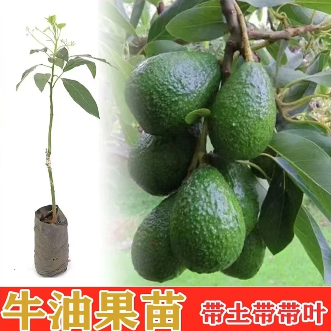 牛油果树苗嫁接哈斯牛油果苗树南方庭院盆栽柠檬地栽种植带土