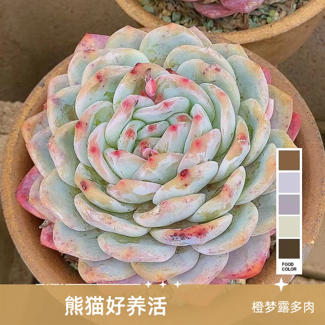 橙梦露  熊猫多肉  （满19.9包邮）