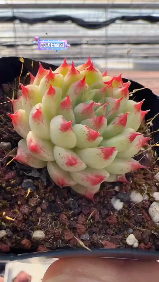 【闪购商品】新款多肉-32