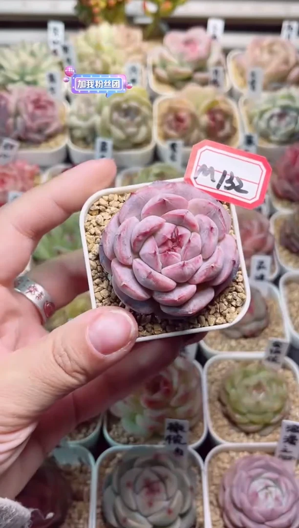 【闪购商品】M132霜华一物一拍