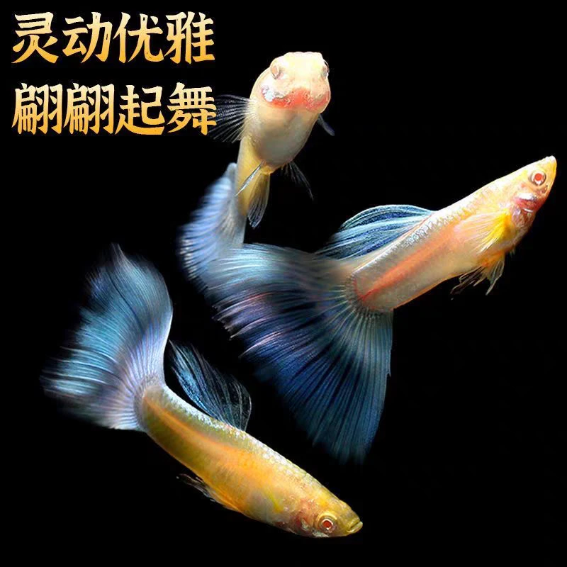 【10条全公】全发色孔雀鱼小型热带观赏鱼不能下崽新手养金粉孔雀鱼