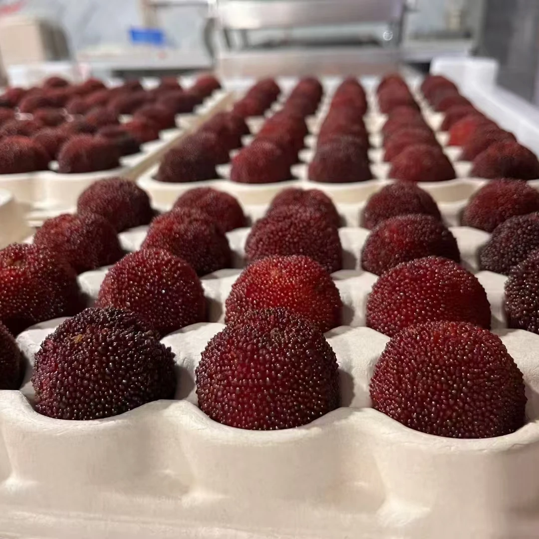 10A【多送30粒东魁】正宗仙居东魁杨梅20-25g孕妇水果当天采摘顺丰次日达浙江省