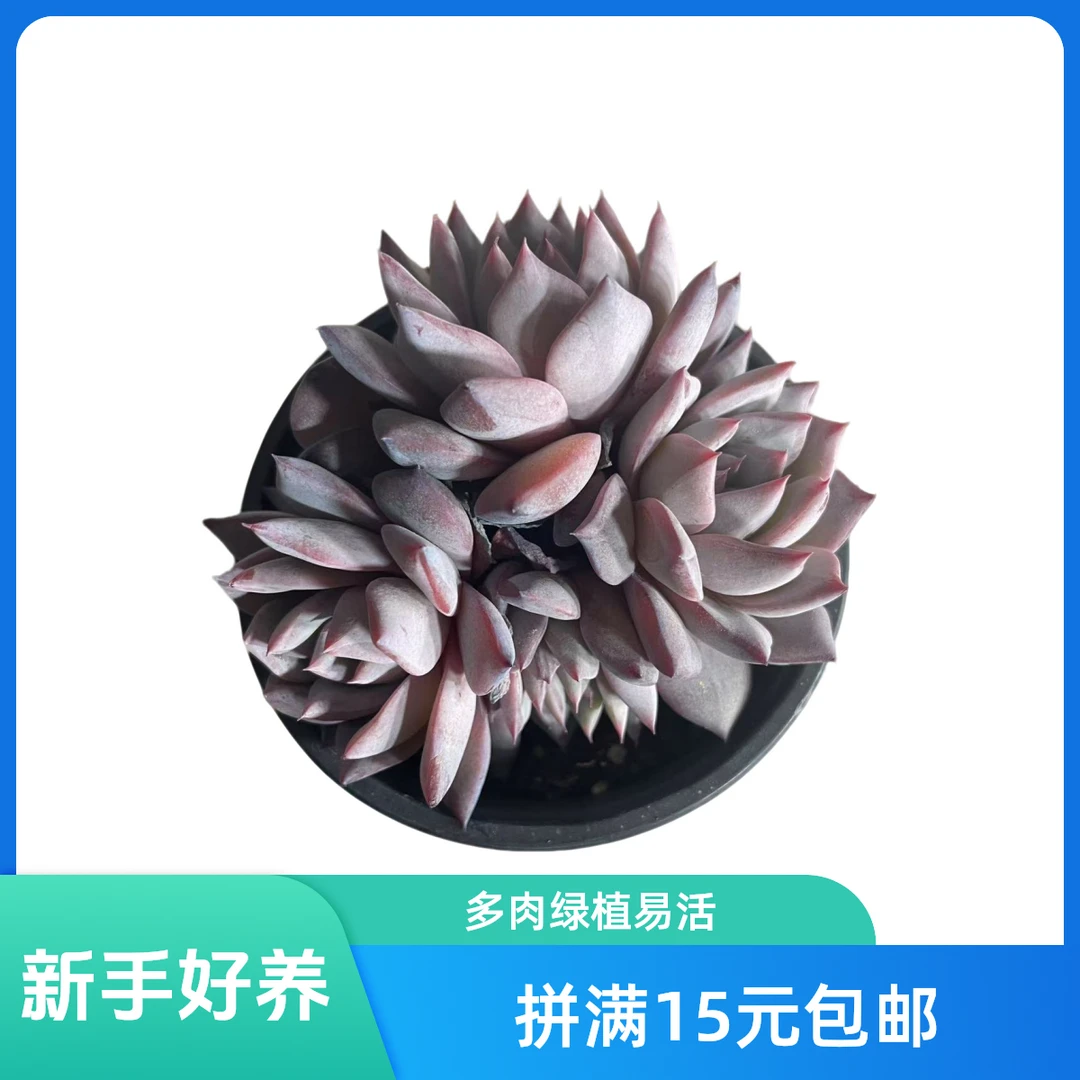 粉蓝鸟带盆多肉植物阳台露台办公室绿植植新手好养好活