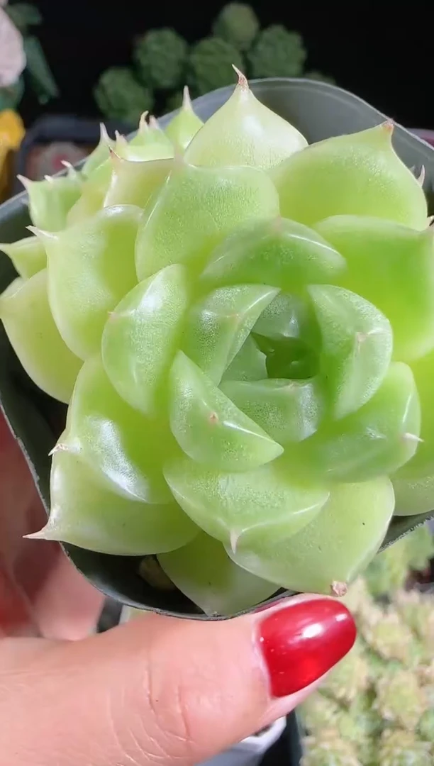 肉气球1028-225麦秆