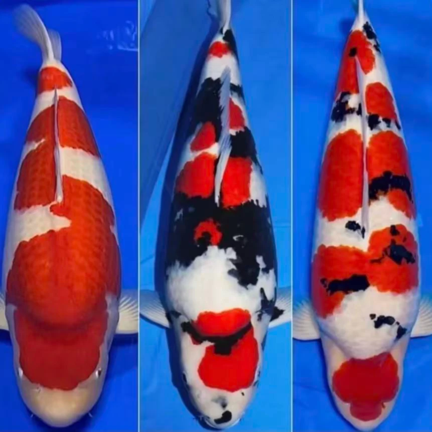 包邮渔场直发三色锦鲤观赏鱼冷水鱼活物包损（以直播间