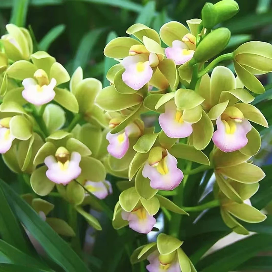 精品高端名贵兰花【香水香兰】8苗起花卉室内外好养四季开花浓香